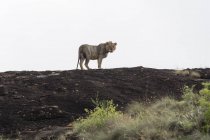 Short mane male lion standing on kopje known as Lion Rock in Lualenyi reserve, Tsavo, Kenya — Stock Photo