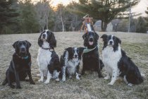 Пять собак сидят в ряд, на лугу — стоковое фото