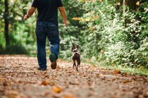Mann Gassi gehender Hund in ländlicher Umgebung, Tiefschnitt, Rückansicht — Stockfoto