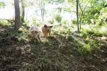 Schweine ziehen auf freilaufendem Biobauernhof durch Wald — Stockfoto