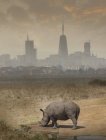 Чорний носоріг випасу, Найробі, Кенії, Найробі, Африка — стокове фото