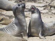 Male Northern elephants seals (mirounga angustirostris) sparring, Ano Nuevo State Park, Pescadero, California, United States, North America — Stock Photo
