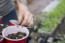 Cropped view of woman planting seedlings in plastic cups — Stock Photo