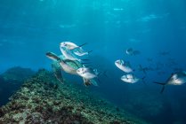 Підводний зору черепаха і Джек риби, Сеймур, Галапагоські острови, Еквадор, Південна Америка — стокове фото
