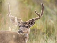 Mule deer buck looking over shoulder, Point Reyes National Seashore, California, EE.UU. - foto de stock