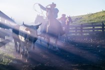 Cowboy on horse lassoing bull, Enterprise, Oregon, United States, North America — Stock Photo