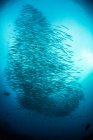 School of barracuda fish, Seymour, Galapagos, Ecuador, South America — Stock Photo