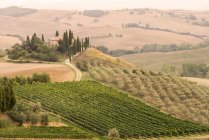 Paesaggio ondulato con vigneto e agriturismo, Toscana, Italia — Foto stock