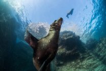 Playful sea lions, La Paz, Нижняя Калифорния Сур, Мексика — стоковое фото