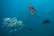 Segelfische jagen Sardinenköderbälle nah an der Oberfläche — Stockfoto