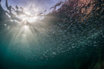 Sardinen im Ozean, la paz, baja california sur, Mexico — Stockfoto