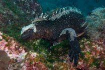 Vue sous-marine de l'iguane marin par corail, Seymour, Galapagos, Équateur, Amérique du Sud — Photo de stock