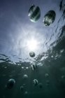 Вид медуз под водой — стоковое фото