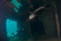 Taucher und Seelöwe am Fundort des gesunkenen Schiffes Fang Ming, La Paz, Baja California Sur, Mexiko — Stockfoto