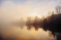 Riflessione degli alberi in acqua al tramonto, Bainbridge, Washington, Stati Uniti — Foto stock