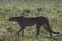 Vista lateral de guepardo caminando en sabana, Tsavo, Kenia - foto de stock