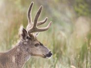 Mule deer buck in long grass, Point Reyes National Seashore, California, USA — Stock Photo