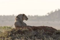León sentado en montículo de termitas en Tsavo, Kenia - foto de stock