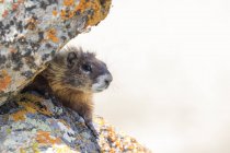 Marmotta dal ventre giallo primo piano, Yellowstone National Park, Wisconsin, Stati Uniti, Nord America — Foto stock