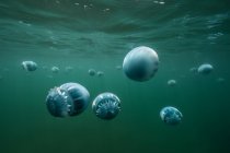 Вид медуз под водой — стоковое фото