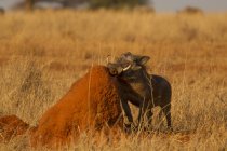 Warthog sniffing brown stone in tarangire, tanzania — Stock Photo