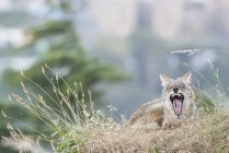 Coyote, Bernal Heights, Сан-Франциско, Калифорния, США, Северная Америка — стоковое фото