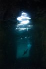 Подводный океан Си-Лион, Ла-Пас, Нижняя Калифорния-Сур, Мексика — стоковое фото