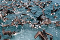 Flock of birds feeding on water surface, Seymour, Galapagos, Ecuador, South America — Stock Photo