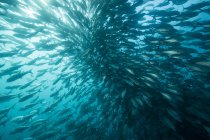 Underwater view of jack fishes swimming on shoal in blue sea, Baja California, Mexico — Stock Photo