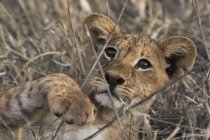 Porträt eines Löwenjungen, der im Gras in Kenia spielt und liegt — Stockfoto