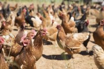 Free range comète dorée et poules étoilées noires sur la ferme biologique — Photo de stock