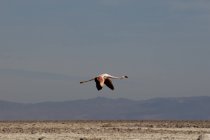 Chilean Flamingo, (Phoenicopterus chilensis), Laguna Chaxa, Salar de Atacama, Atacama Desert, Чили — стоковое фото
