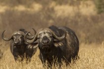 Two Buffalos looking at camera in tarangire, tanzania — Stock Photo