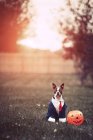 Porträt eines Boston Terriers in Businesskleidung zu Halloween im Park — Stockfoto