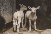 Retrato de dos graciosos corderos esponjosos en el granero de la granja - foto de stock