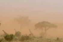 Tres jirafas masai en tormenta de polvo, Tsavo, Kenia - foto de stock