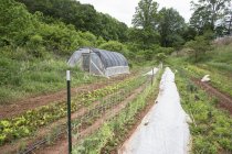 Polytunnel e fileiras de legumes em horta — Fotografia de Stock