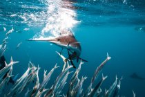 Pez vela cazando albóndigas de sardina cerca de la superficie - foto de stock