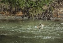 Poissons pêchés sur la ligne de pêche bondissant de la rivière, Mozirje, Brezovica, Slovénie — Photo de stock