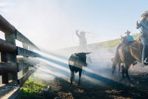 Cowboy on horse lassoing bull polf, Enterprise, Oregon, Stati Uniti, Nord America — Foto stock
