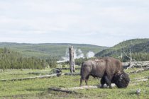 American Bison en el Parque Nacional Yellowstone, Wisconsin, Estados Unidos, América del Norte - foto de stock