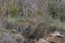 Leopard on kopje in Laualenyi game reserve, Tsavo, Kenya — Stock Photo