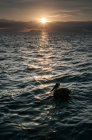 Uccello che riposa in mare al tramonto, Seymour, Galapagos, Ecuador, Sud America — Foto stock