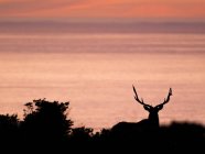 Silhouette Tule Elchbock an der Küste bei Sonnenuntergang, Point Riyes nationale Meeresküste, Kalifornien, Vereinigte Staaten — Stockfoto