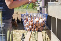 Mid section of woman collecting basket of free range eggs from hens on organic farm — Stock Photo