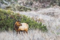 Tule elk bock looking back in long grass, point reyes nationale Meeresküste, kalifornien, usa — Stockfoto