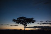 Árbol de acacia y hermoso cielo de colores al atardecer, Tsavo, Kenia - foto de stock