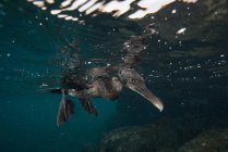 Underwater view of flightless cormorant looking for prey below surface, Seymour, Galapagos, Ecuador, South America — Stock Photo