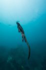 Подводный вид морской игуаны, купающейся в голубой воде, Сеймур, Галапагосские острова, Эквадор, Южная Америка — стоковое фото