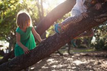 Дві дівчини піднімаються на дерево на сонячному світлі — стокове фото